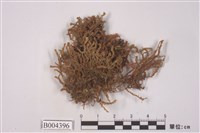 藏品(東亞直蒴蘚)的圖片